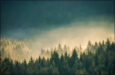 Une si jolie for&ecirc;t de...