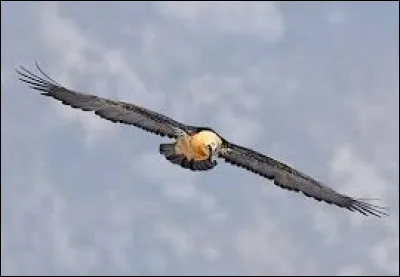 Leur envergure atteint 2,80 m