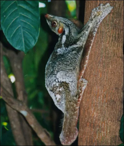Quel est le nom de ce petit mammif&egrave;re volant ?