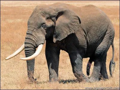 Quel est le nom de ce pachyderme africain ?