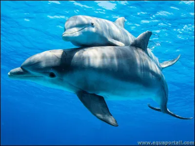 Quel est le nom de ce c&eacute;tac&eacute;, r&eacute;put&eacute; tr&egrave;s intelligent ?