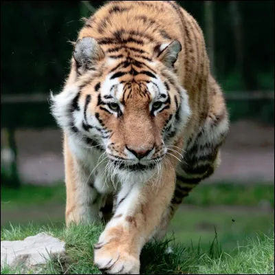 Quel est le nom de ce grand f&eacute;lin ?