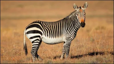 Quel est le nom de cet &eacute;quid&eacute; sauvage ?