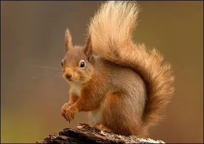 Quel est le nom de ce petit rongeur ?