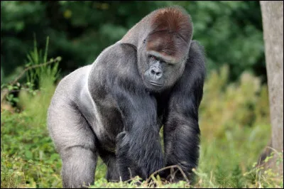 Quel est le nom de ce grand primate ?
