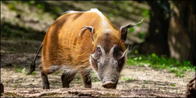 Quel est le nom de ce suid&eacute; ?