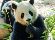 Quiz Les Animaux d�Asie