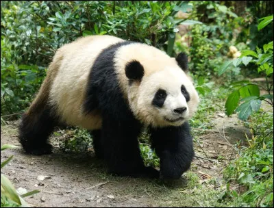 Le panda : combien de kilos de bambou peut-il manger par jour ?