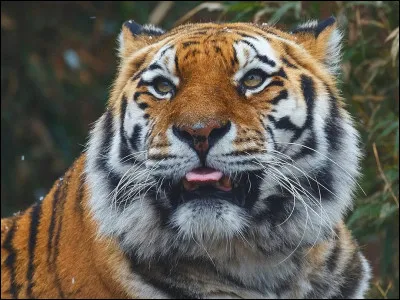Le tigre de Sib&eacute;rie : quelle taille fait-il ?
