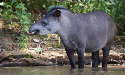 Le tapir : que mange-t-il ?