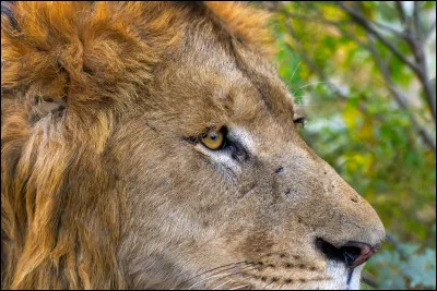 Le lion d'Asie : quel est son poids ?