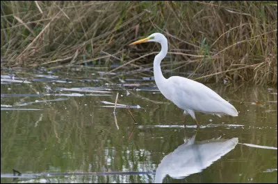 Le h&eacute;ron garde-b�ufs : quel est son nom scientifique ?