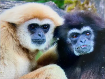 Le gibbon &agrave; mains blanches : de quelle famille est-il ?