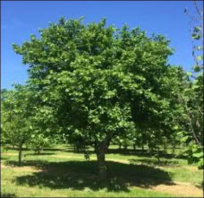 Quel fruit produit l'arbre appel&eacute; avelinier ?
