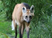 Quiz Le loup � crini�re