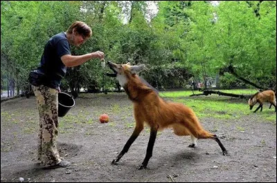 Quelle taille mesure un loup &agrave; crini&egrave;re adulte ?