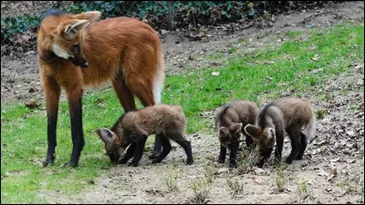 Combien de louveteaux y a-t-il dans une port&eacute;e de loups &agrave; crini&egrave;re ?