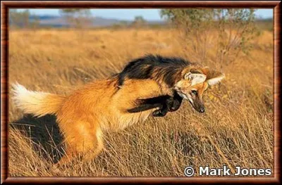 &Agrave; quelle vitesse court un loup crini&egrave;re ?