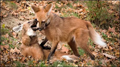 Les loups &agrave; crini&egrave;re vivent en meute.Vrai ou faux ?
