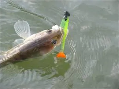 C'est un artifice pour tromper le poisson :