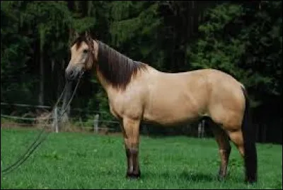 Comment appelle-t-on la robe d'un cheval de couleur jaune sable avec les crins et l'extr&eacute;mit&eacute; des poils noirs ?