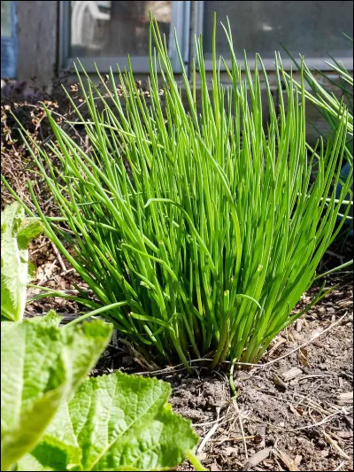 Herbe aromatique, quel est son nom ?