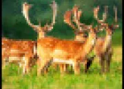 Quiz Quels sont ces animaux ?(2)