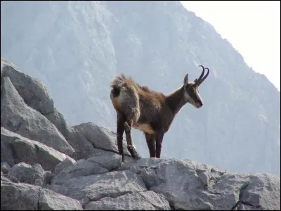 Quel est cet animal ?