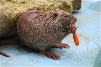 Quel est cet animal ?