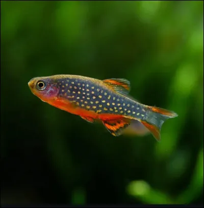 Quel est ce poisson ?