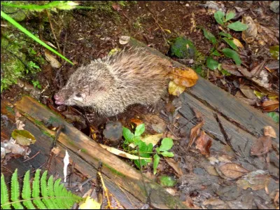 Quel est ce petit animal ?