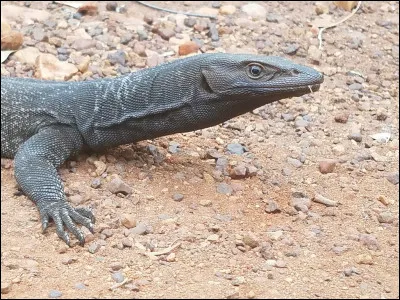 Quel est cet animal ?