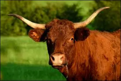 Comment se nomme cette race de vaches tr&egrave;s pr&eacute;sente dans ce d&eacute;partement ?