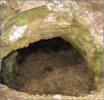 Est-ce certains animaux hibernent et d'autres hivernent ?