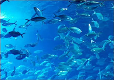 O&ugrave; se trouve le silure dans les photos ci-dessous ?