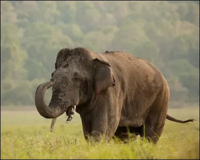 Combien de temps vit un &eacute;l&eacute;phant d'Asie ?