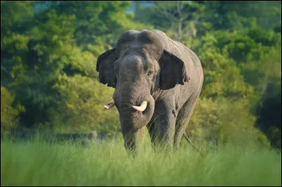 L'&eacute;l&eacute;phant d'Asie est le plus gros animal terrestre au monde.Vrai ou faux ?