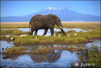 Les &eacute;l&eacute;phants sont des animaux solitaires.Vrai ou faux ?