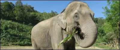Un &eacute;l&eacute;phant avale jusqu'&agrave; 300 kg de v&eacute;g&eacute;taux par jour.Vrai ou faux ?