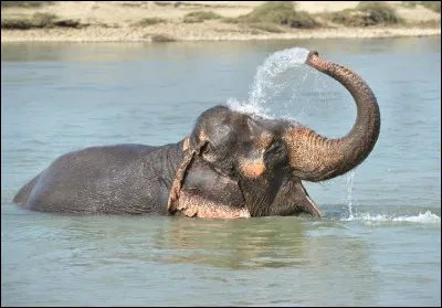 Un &eacute;l&eacute;phant boit autour de 250 litres d'eau par jour.Vrai ou faux ?