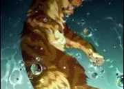 Quiz LGDC - devine le chat sur l'image