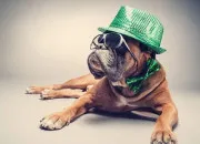 Quiz L'animal est dans l'expression