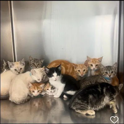 Comment s�appellent les chatons d�Aile de Colombe ?