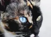 Quiz LGDC les chats 3