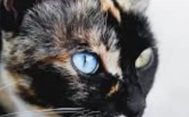 Quiz Litt�rature, po�sie