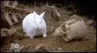 Les Lapins Clbres. Lui, c'est monprfr, c'est un lapin carnivore que vous retrouvez dans le ' Sacr Graal' des Monthy Pitons ?