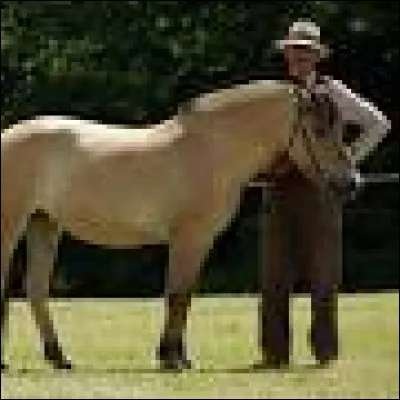 De quelle race est ce cheval ?