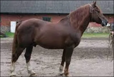 De quelle couleur est ce cheval ?