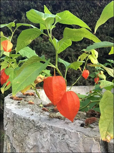 Et dans lequel trouve-t-on Raymond Courr&egrave;ges ?