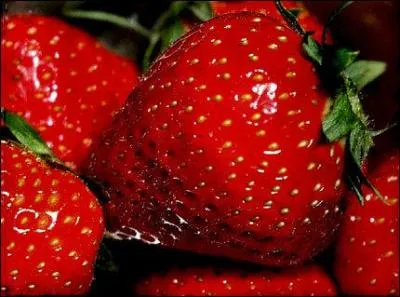 Dans quelle ville du Finistre cultive-t-on une fraise succulente ?